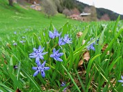 63 ed anche la Scilla Bifolia (Scilla silvestre)